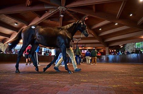 A crowd watches as yearling parades before heading into the chute at the 2021 Keeneland September sale