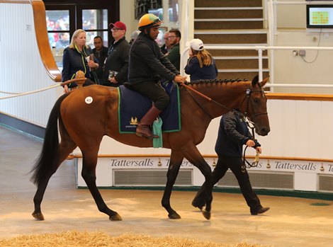 Lot 411 Zabeel Champion (GB) 2017 B.C.  BY Poet&#39;s Voice (GB) EX Stars In Your Eyes (GB)  UPDATE    Kingsley Park    Tom Malone    185,000.  <br><br />
Tattersalls August Sale<br><br />
01/09/21
