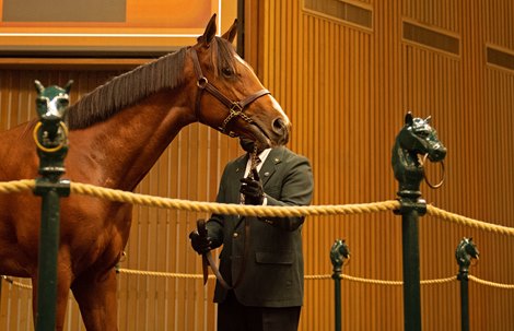 Hip 580 colt by Justify out of True Feelings at Stonehaven Steadings<br>
Keeneland September yearling sales on Sept. 15, 2021. 