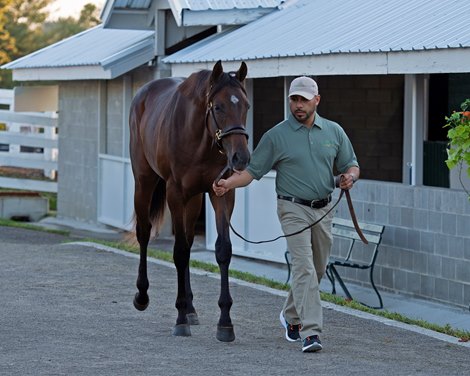 Hip 288 Justify out of Bubbler at Clearsky<br>
Keeneland September yearling sales on Sept. 10, 2021. 