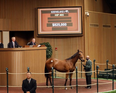 Hip 465, 2021 Keeneland September Yearling Sale