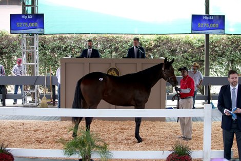 Hip 83, c. Nyquist-Soul Crusader, sells for $275,000 at the Fasig-Tipton California Fall Yearling Sale, Fairplex, Pomona, CA 9.28.2021.