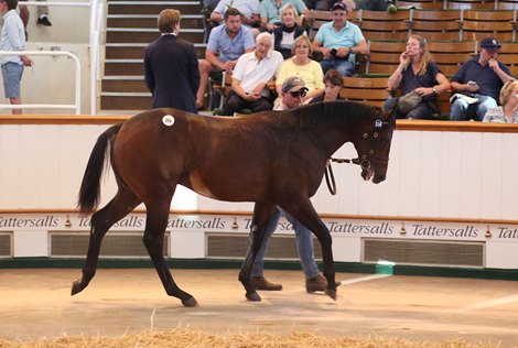 Lot 206 Twilight Son (GB) / Baileys Jubilee (GB) B.C. (GB)     Petches Farm    Global Equine Group    120,000   <br><br />
Tattersalls Somerville Sale<br><br />
07/09/21