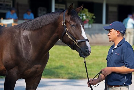 Hip 131 colt by War Front out of Sailor’s Valentine at St George Sales<br>
Keeneland September yearling sales on Sept. 10, 2021. 