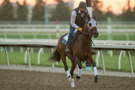 Toronto On.September 16, 2021.Woodbine Racetrack.Pattison Canadian International contender Primo Touch gallops at Woodbine under trainer Harold Ladouceur