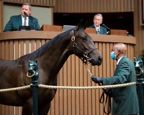 Hip 1022 colt by Street Sense out of Critical Reason at Farfellow Farms<br>
Keeneland September yearling sales on Sept. 16, 2021. 