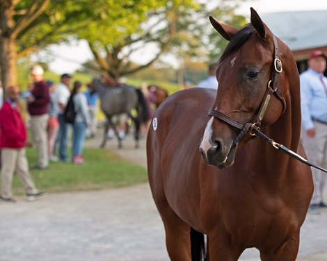 Hip 94 colt by Justify out of Noted and Quoted at Taylor Made<br>
Keeneland September yearling sales on Sept. 11, 2021. 