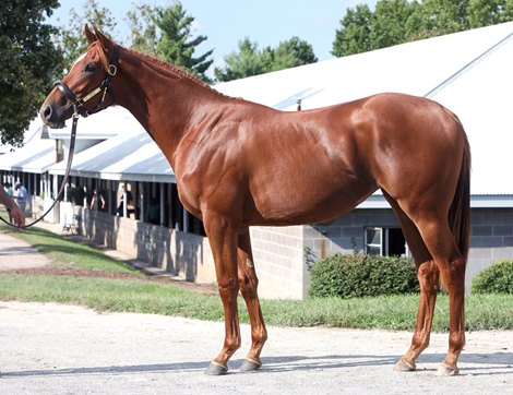 Swiss Skydiver (Daredevil - Expo Gold) at the 2018 Keeneland September Yearling Sale<br>
Consigned by Select Sales Agency