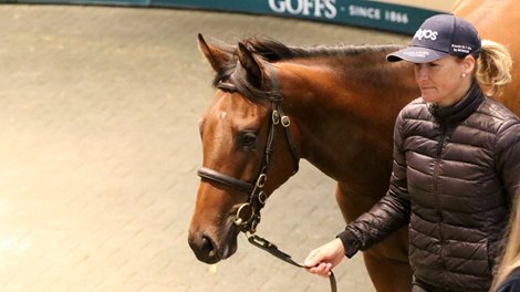 Goffs Orby Sale 2021, Lot 29