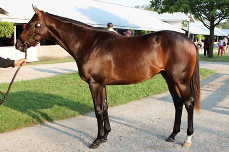 Freshman Sires' Juveniles to Watch - TrueNicks.com