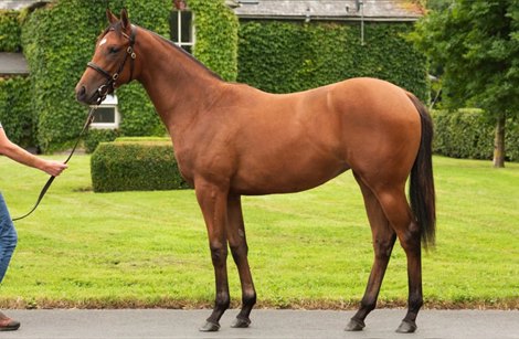 Lot 120 at 2021 Goffs Orby Sale