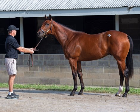 Hip 612 colt by City of LIght out of Anchorage at Rosilyn Polan, Sunday Morning Farm<br><br />
Keeneland September yearling sales on Sept. 16, 2021. 