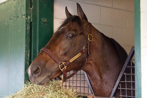 Toronto On.September 17, 2021.Woodbine Racetrack.Ricoh Woodbine Mile contender Raging Bull arrives at Woodbine Racetrack