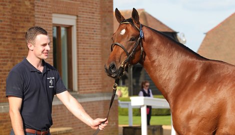 Lot 154, 2021 Tattersalls Ireland September Yearling Sale