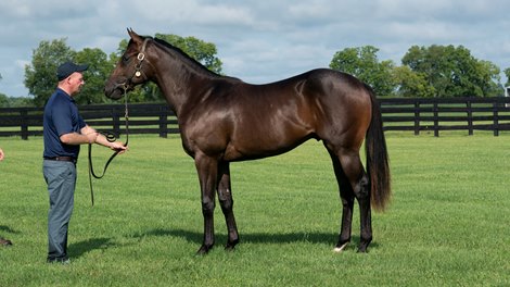 2020 colt; Quality Road - Catch the Moon<br><br />
KEESEP, Hip 300 $1,600,000
