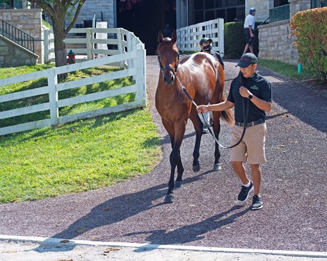 Hip 293 colt by Curlin out of Cajun Delta Dawn at Hill ’n’ Dale<br>
Keeneland September yearling sales on Sept. 14, 2021. 