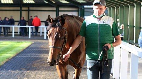 Goffs Orby Sale 2021, Lot 180