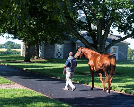 Gun Runner at Three Chimneys on Sept. 9, 2021. 