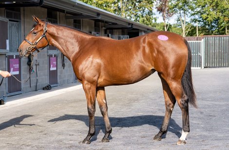 Goffs Orby Sale 2021, Lot 152