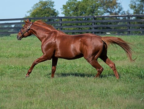 Gun Runner at Three Chimneys on Sept. 9, 2021. 