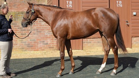 Lot 336, 2021 Tattersalls October Yearling Sale