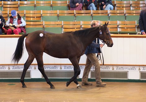Lot 1723     Ardad (IRE) / Night Affair (GB) B.C. (GB)      Throckmorton Court Stud    R O'Ryan    85,000   <br><br />
Tattersalls October Yearling Sale Book 3<br><br />
15/10/21
