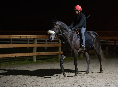 Ivar<br>
Bonne Chance Farm and Paulo Lobo and the three Breeders’ Cup horses Ivar, Imperador, and In Love at the Thoroughbred Training Center on Oct. 27, 2021. 