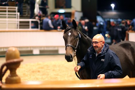 Lot 1285 Wootton Bassett (GB) / Dance Toupie (FR) B.F. (FR)      Haras D'Etreham, France    Stroud Coleman Bloodstock    350,000   Tattersalls October Yearling Sale Book 2 13/10/21