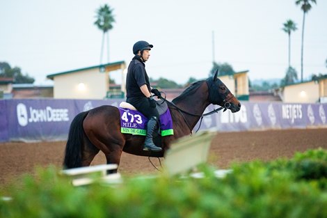 Vin De Garde (JPN) works out at Del Mar on October 31, 2021.