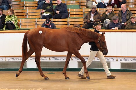 Lot 127 Dubawi (IRE) / Longina (GER) Ch.F. (GB)      Newsells Park Stud Ltd.    Juddmonte Farms    800,000  Tattersalls October Yearling Sale Book 1<br><br />
05/10/21<br><br />
