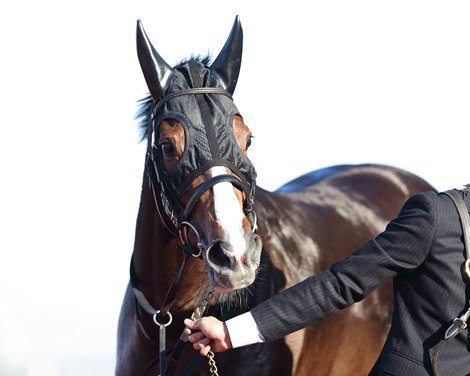 Akaitorino Musume (JPN) #12 wins the Shuka Sho (G1)  10-17-21 at Hanshin Racecourse.  Keita Tosaki (Jockey)