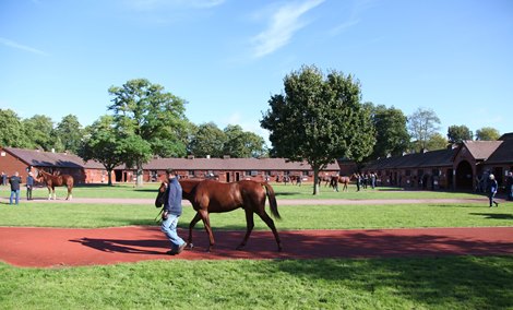 Tattersalls October Yearling Sale Book 1<br><br />
04/10/21