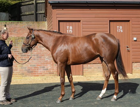 Tattersalls October Yearling Sale Book 1<br><br />
04/10/21