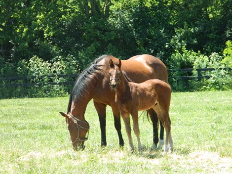 Lil Nugget and her 2018 foal, the future Dr. Schivel                      