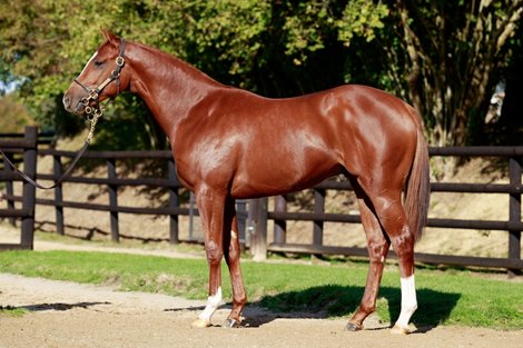 n Almanzor colt out of Rapid Transaction (lot 98) earns good reviews from his consignor. 2021 Arqana An Almanzor colt out of Rapid Transaction (lot 98) earns good reviews from his consignor. 2021 Arqana October Yearling Sale, Lot 98 10-17-21 Haras des Capucines, 08/10/2021, photo: Zuzanna Lupa