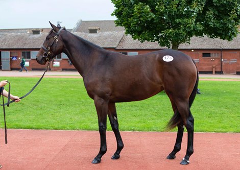 Lot 173, 2021 Tattersalls October Yearling Sale