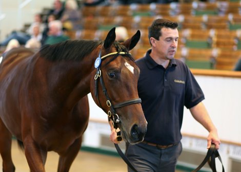 Lot 428 Kingman (GB) / Bristol Bay (IRE) B.C. (IRE)       Camas Park Stud, Ireland    Godolphin    750,000   <br><br />
Tattersalls October Yearling Sale Book 1<br><br />
07/10/21<br><br />
