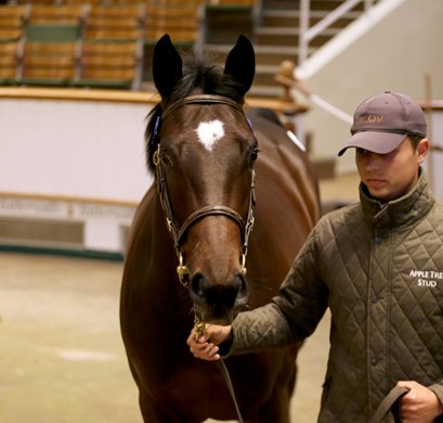 Lot 739 Kingman (GB) / Midnight Thoughts (USA) B.F. (GB) - Appletree Stud - Blandford Bloodstock - $300,000 - Tattersalls October Yearling Sale Book 2 - Oct. 11, 2021