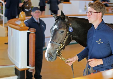 Lot 274 Kingman (GB) / Sky Lantern (IRE) Gr.C. (GB)      Highclere Stud    Oliver St Lawrence Bloodstock    625,000   <br><br />
Tattersalls October Yearling Sale Book 1<br><br />
06/10/21