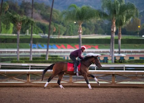 Pappacap galloping at Santa Anita Park for Hall of Fame trainer Mark Casse on October 27, 2021.