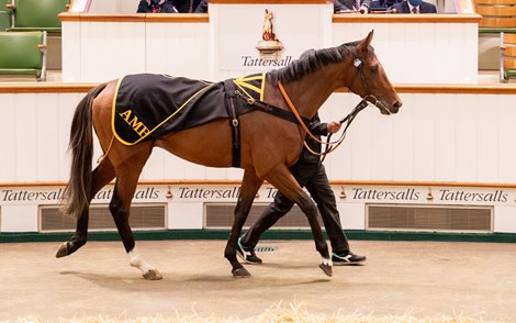 Youth Spirit (IRE) 2018 B.C. BY Camelot (GB) EX Rocana (GB) Wildcard   Park House Stables (A. Balding)McKeever Bloodstock / Waterhouse Bott230,000