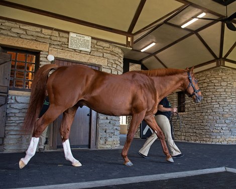 walking Curlin out of the stallion barn to a show for prospective breeders<br>
Christina Zurick with Curlin and Ghostzapper, at Hill ’n’ Dale Xalapa near Paris, Ky., on Oct. 18, 2021.