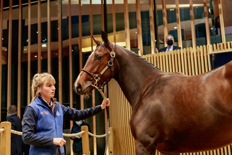 Lot 119 - f. CHURCHILL x SHAMIYRA