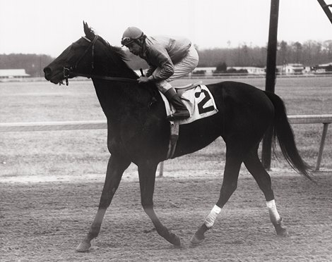 Bold Brat with James Moseley up, 1976 Virginia Belle Stakes, Bowie
