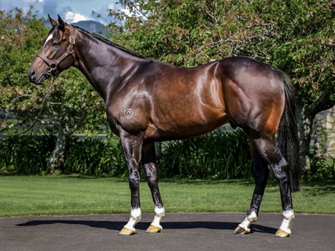 Tivaci at Waikato Stud