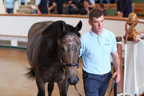 Lot 379 Dark Angel (IRE) / Anna Law (IRE) B/Gr.C. (IRE)      Ballyphilip Stud, Ireland    M V Magnier    750,000   <br><br />
Tattersalls October Yearling Sale Book 1<br><br />
07/10/21