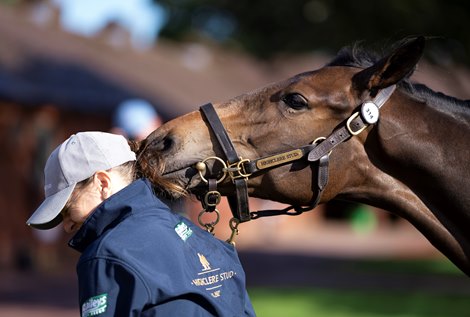Lot 314 a brown filly by Nathaniel x Theladyinquestion gets friendly with her groom<br>
Tattersalls, Newmarket 5.10.21 Pic: Edward Whitaker