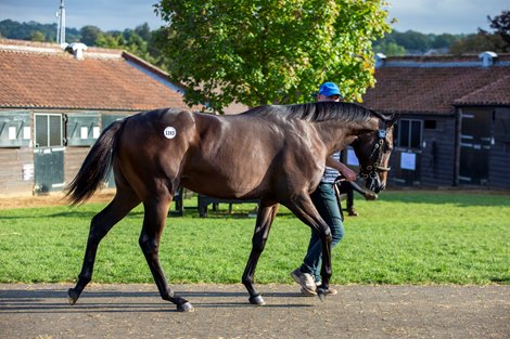 Lot 1193 Time Test (GB) / Aurelia (GB) B.C. (GB)      Ballyvolane Stud, Ireland    SackvilleDonald    400,000   <br>
Tattersalls October Yearling Sale Book 2 13/10/21 