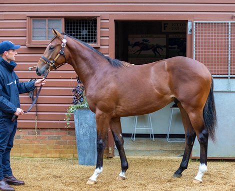 Lot 101, 2021 Tattersalls October Yearling Sale