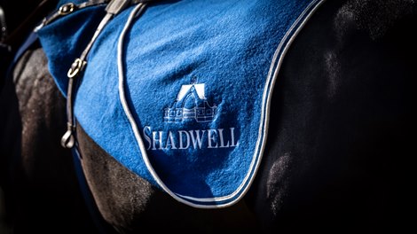 2021 Tattersalls Autumn Horses In Training Sale